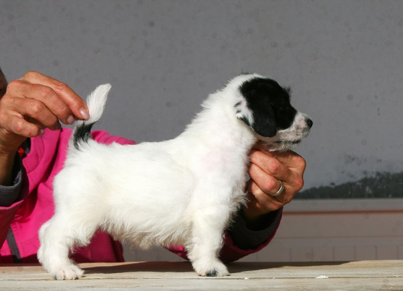 Кобель. Lovely-Orange питомник джек рассел терьеров