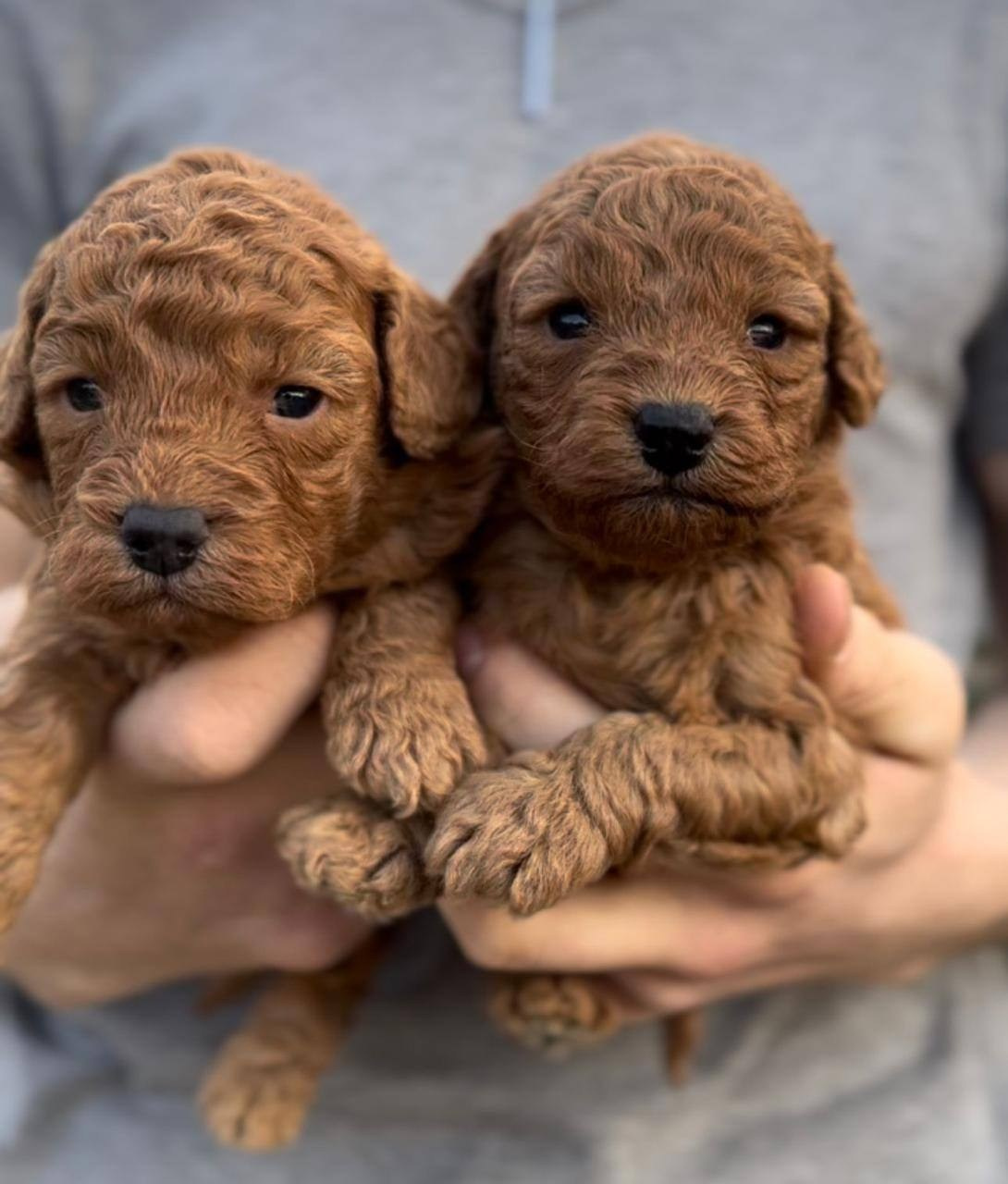 Щенки. Заводчик Labradoodle в Санкт-Петербурге — Костылева Ульяна