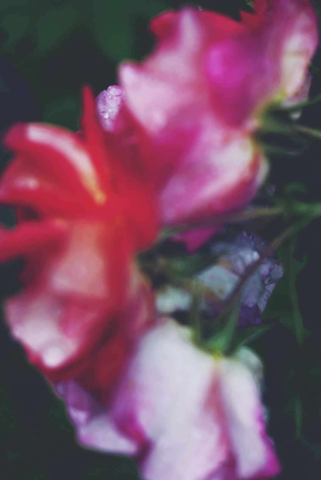 Природа. Настасья Проценко. Фотограф