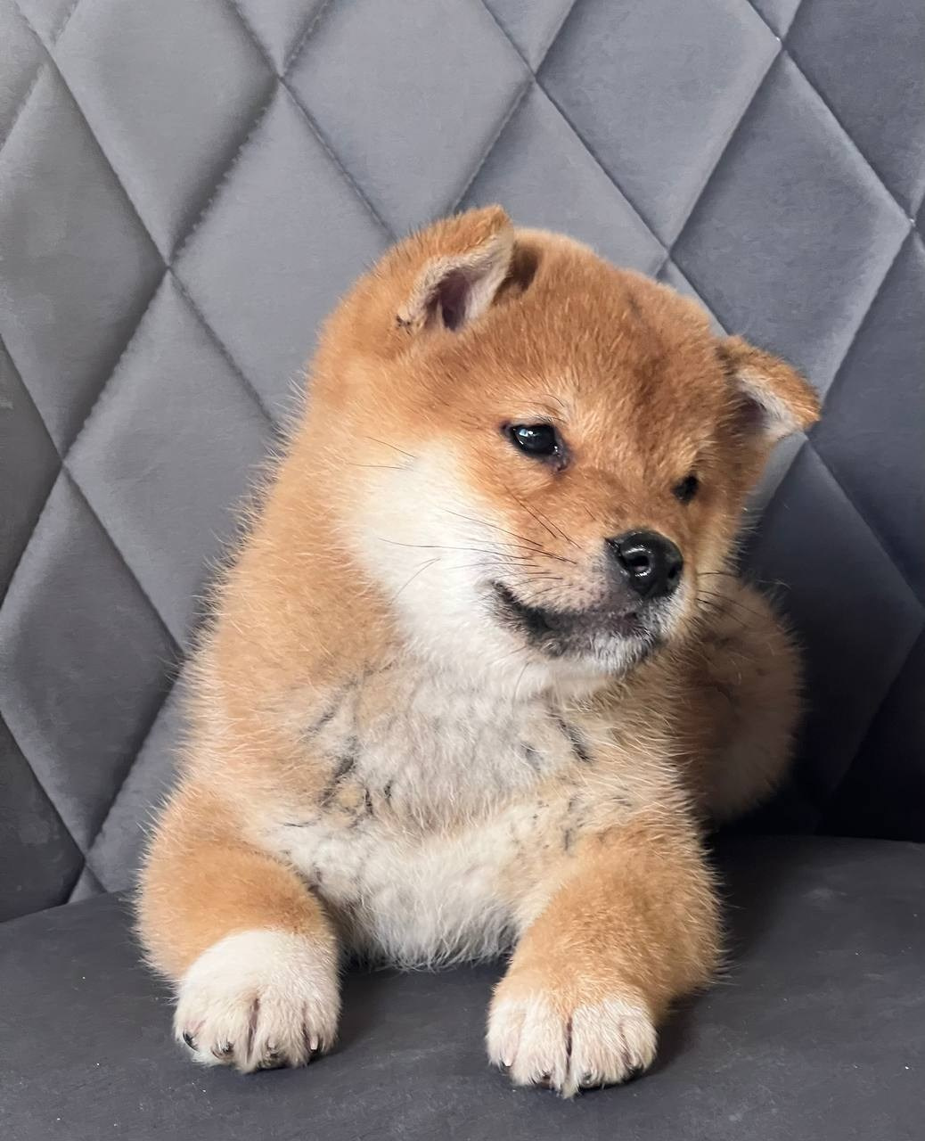 сиба питомник Рубилайт щенки на продажу rubylight  сиба щенки купить СПб Санкт-Петербург 