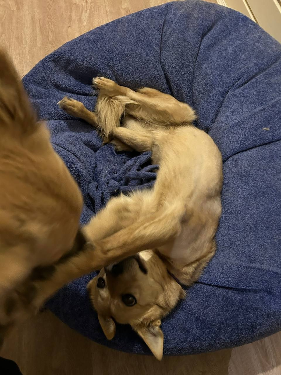 Уже дома. Забери домой друга