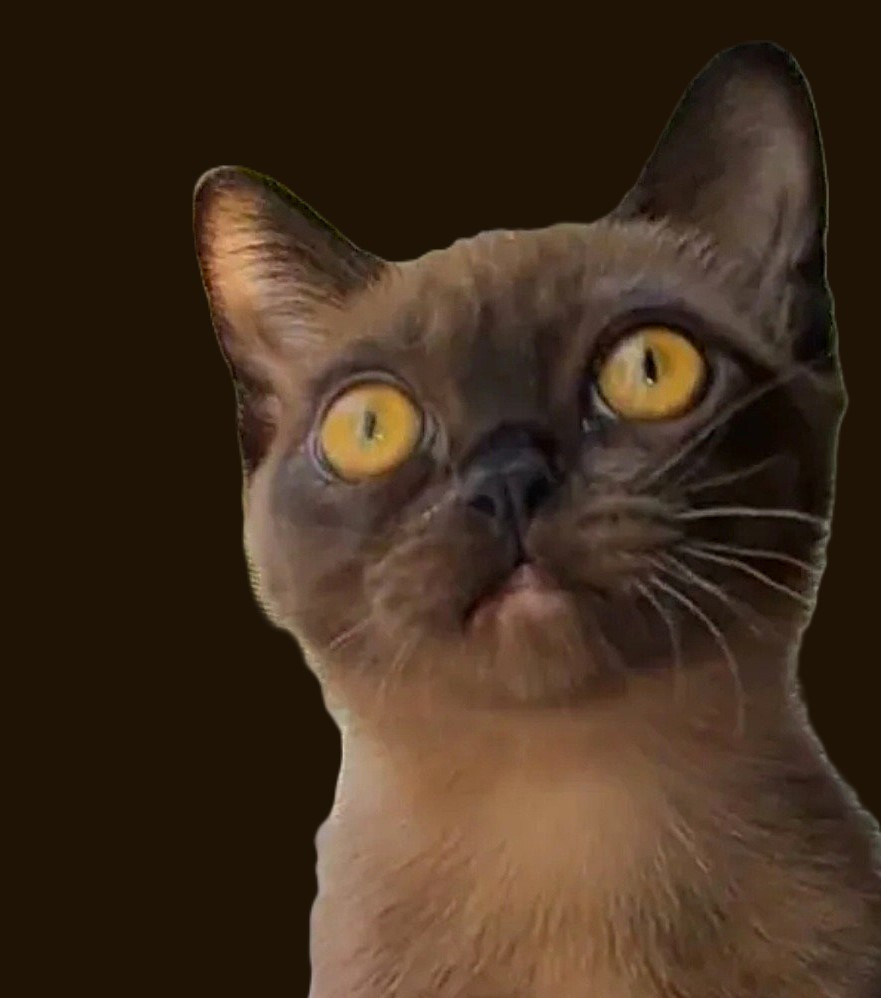 Котёнок американской бурмы. Las Burmas — питомник американской бурмы традиционных линий