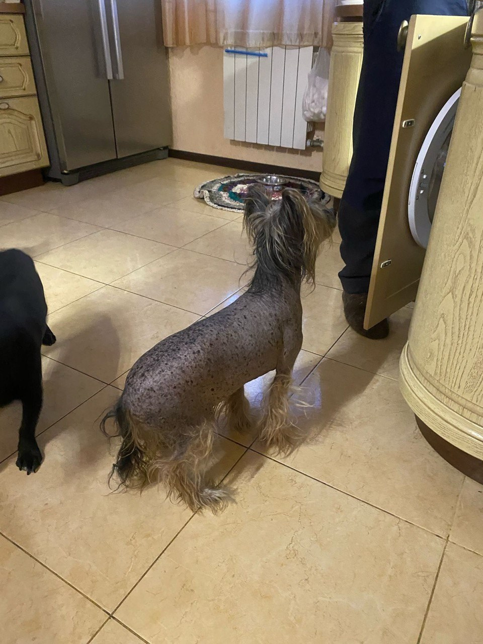 Нерону (Zlato Dinastii Neron) — 14 лет. Поздравляем тебя, наш знаменитый папа!. Питомник китайских хохлатых собак Poale Ell: купить щенка