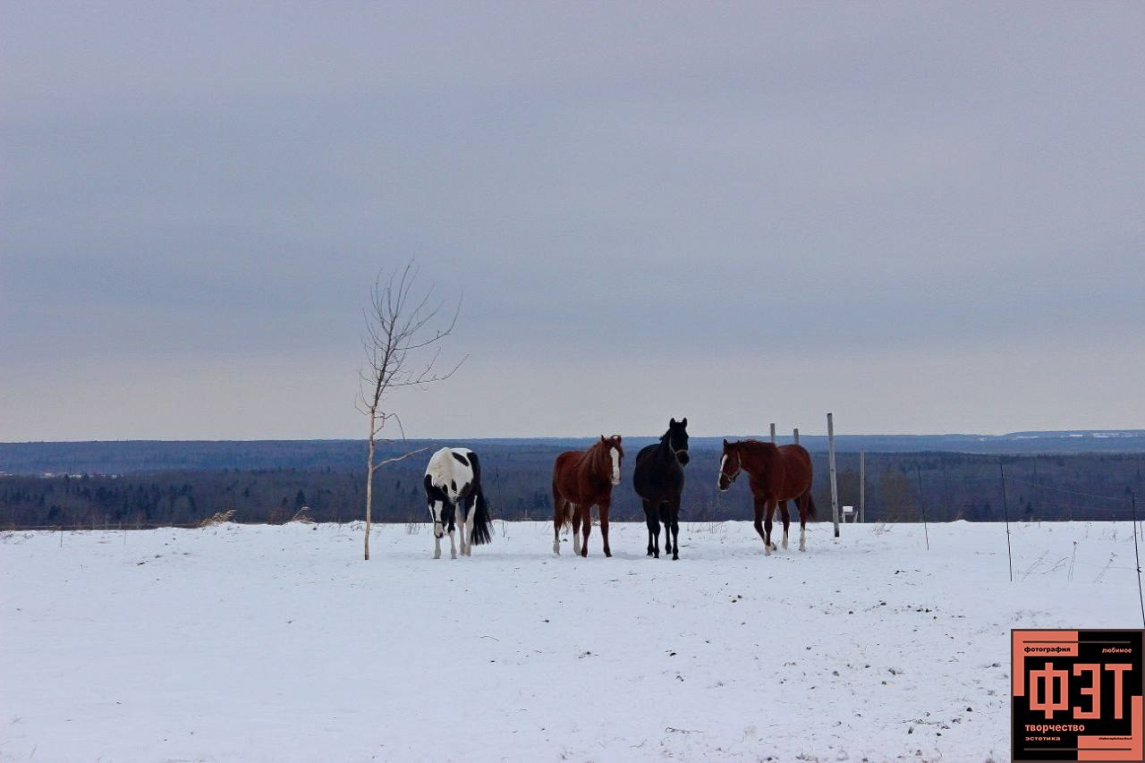 Фотопроект «ФЭТ: Фотография, Эстетика, Творчество»