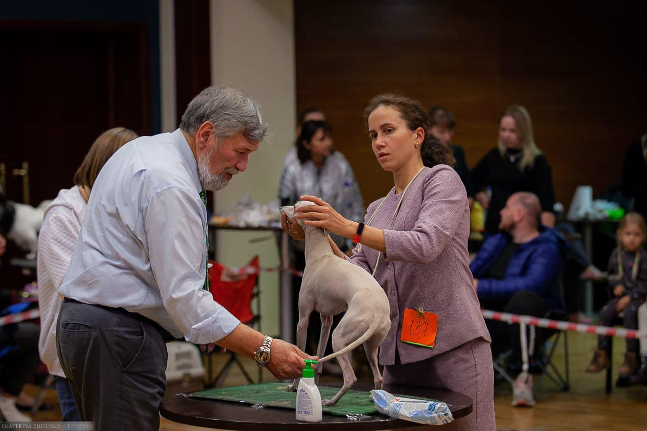 Asti Sapphire Tsezar Ruier Empire. Профессиональный питомник левреток РКФ/FCI ASTI SAPPHIRE 💎 Сочи|Санкт-Петербург