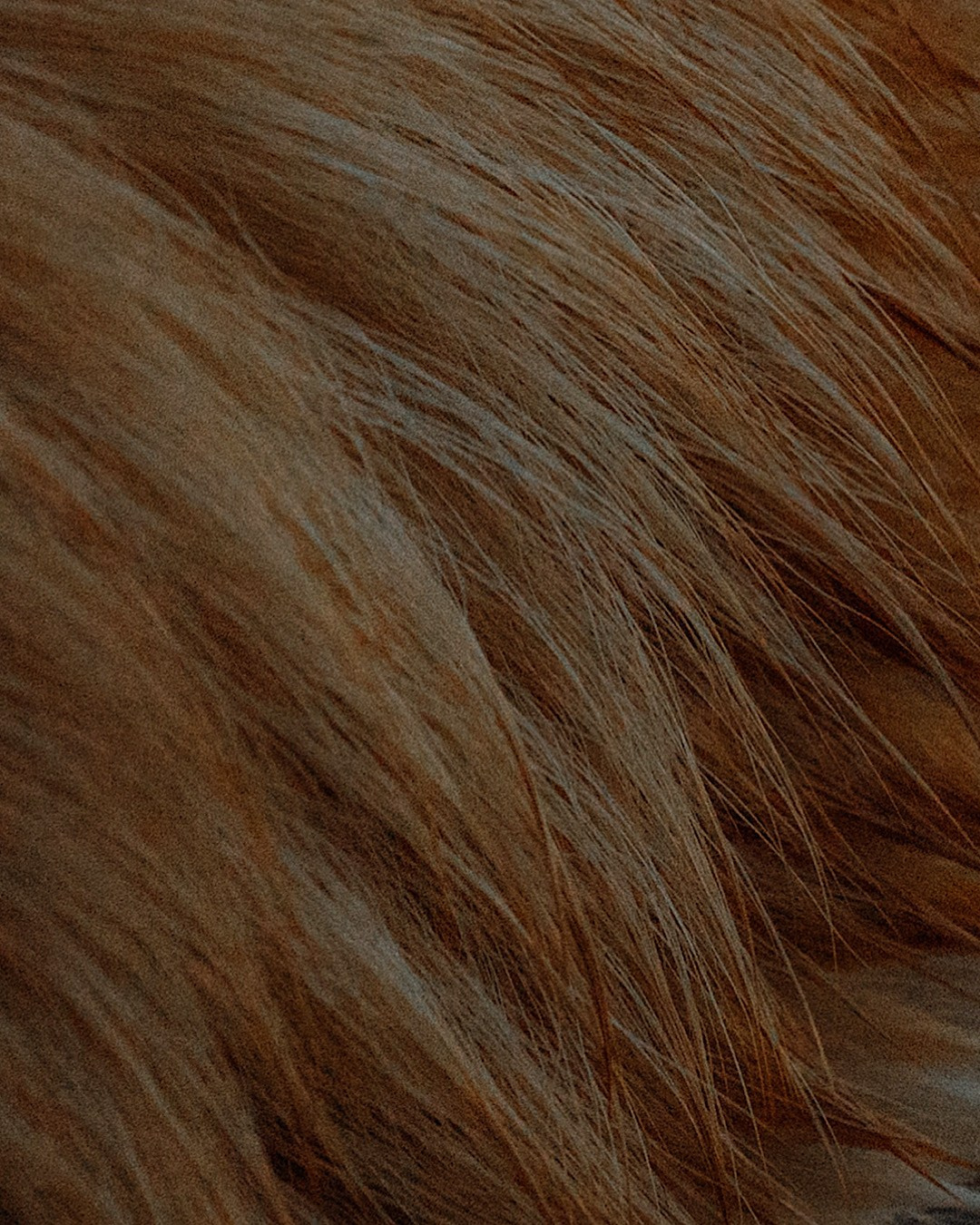 Катя и Берта. Фотограф анималист в Москве и Санкт-Петербурге Свиридова Анна