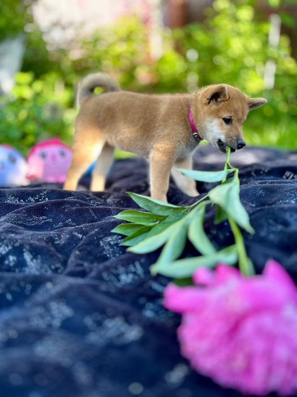 сиба питомник Рубилайт щенки на продажу rubylight  сиба щенки купить СПб Санкт-Петербург