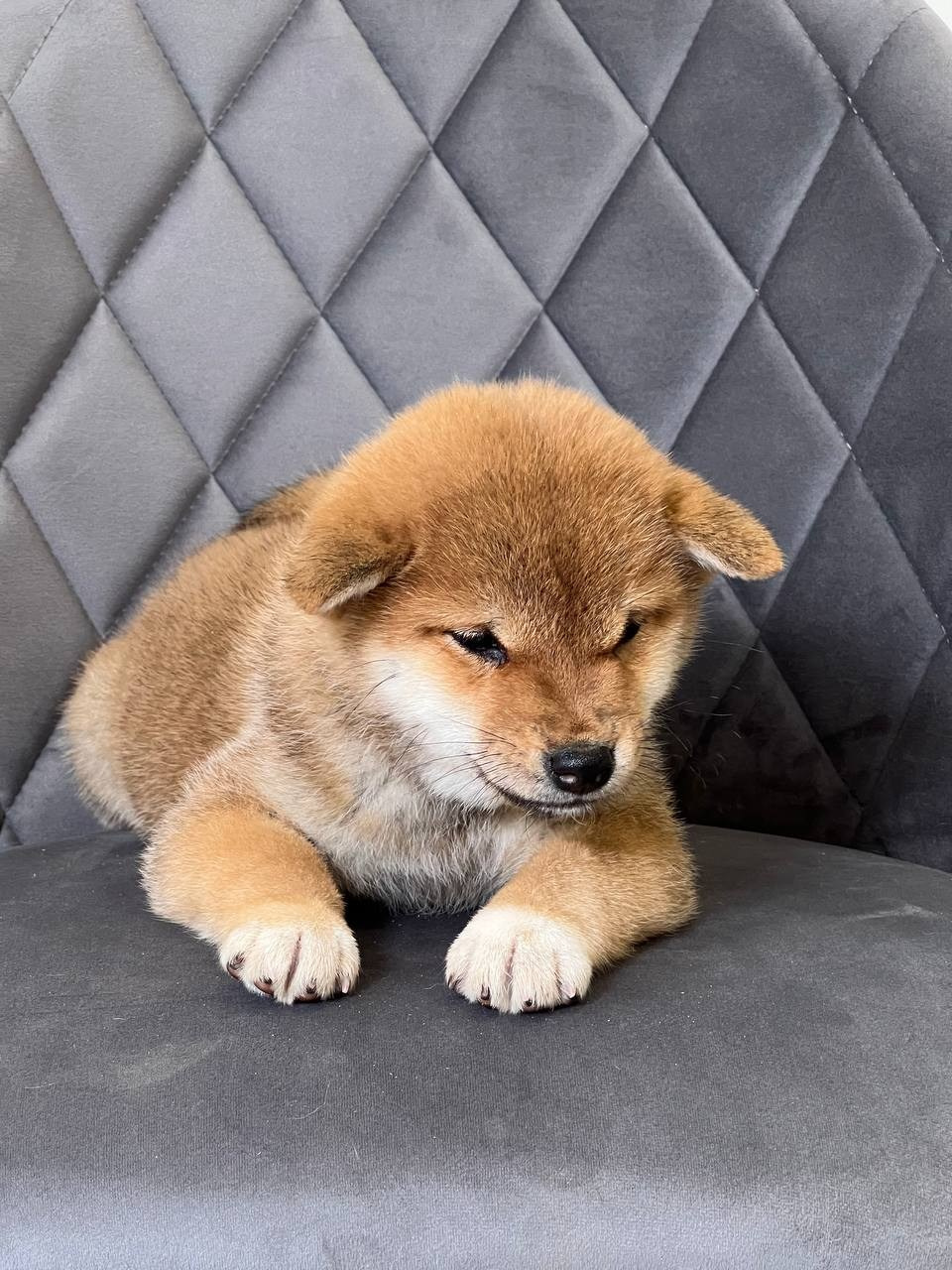 сиба питомник Рубилайт щенки на продажу rubylight  сиба щенки купить СПб Санкт-Петербург 