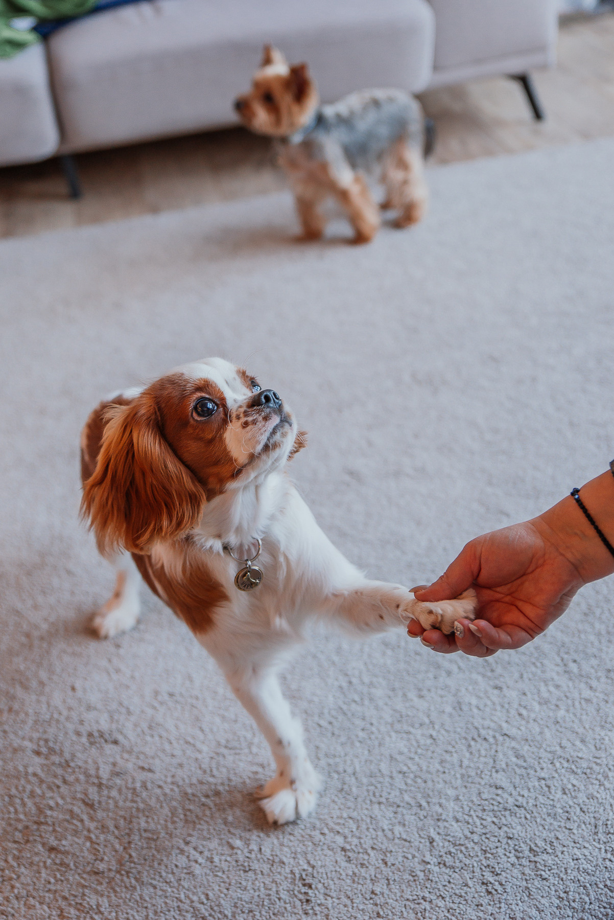 Happy Family_Ирина, Анатолий, Настя и Вика. Свадебный и семейный фотограф в Минске Яна Новак