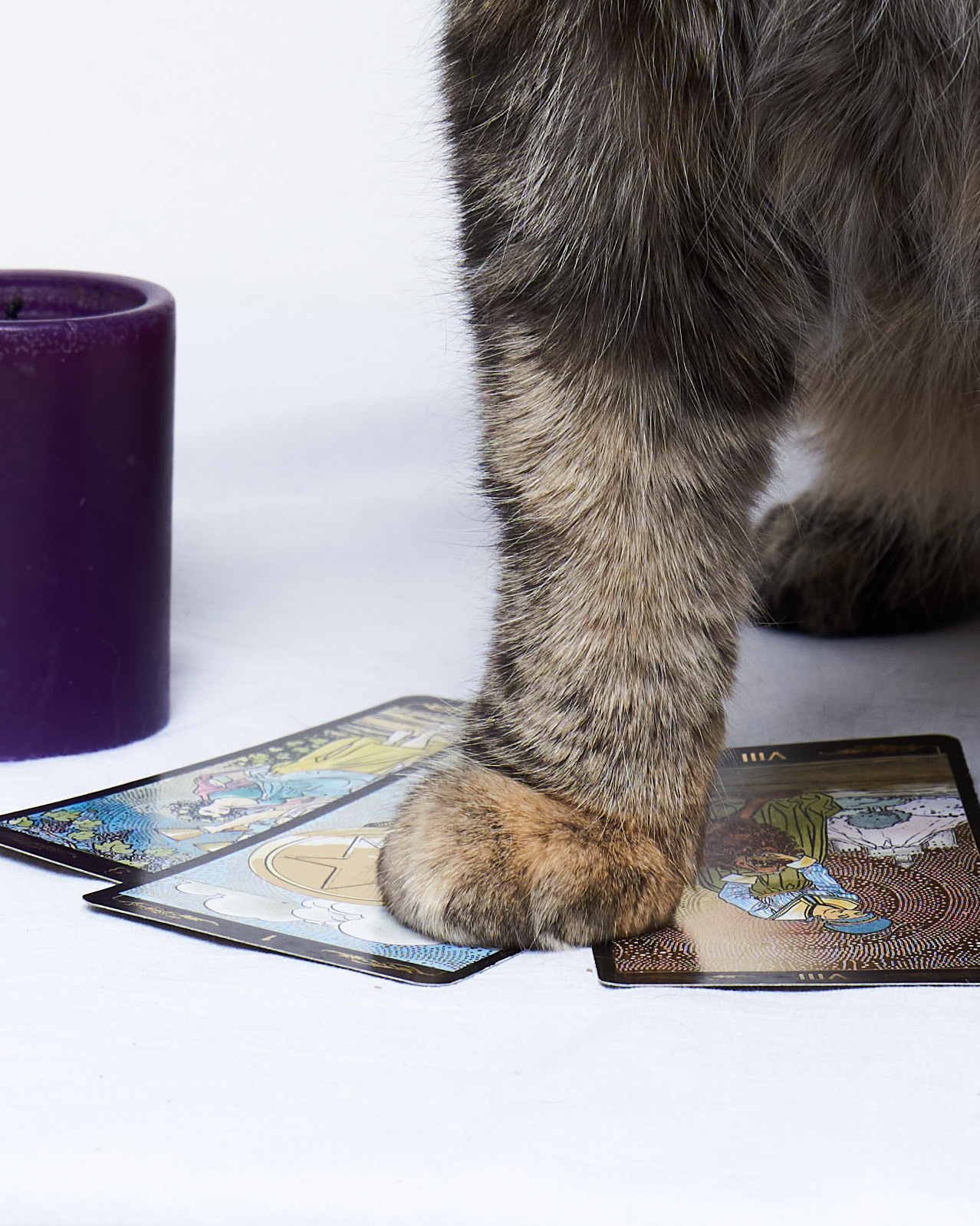 Cats. Фотограф для брендов одежды в Москве Diana Polupanenko