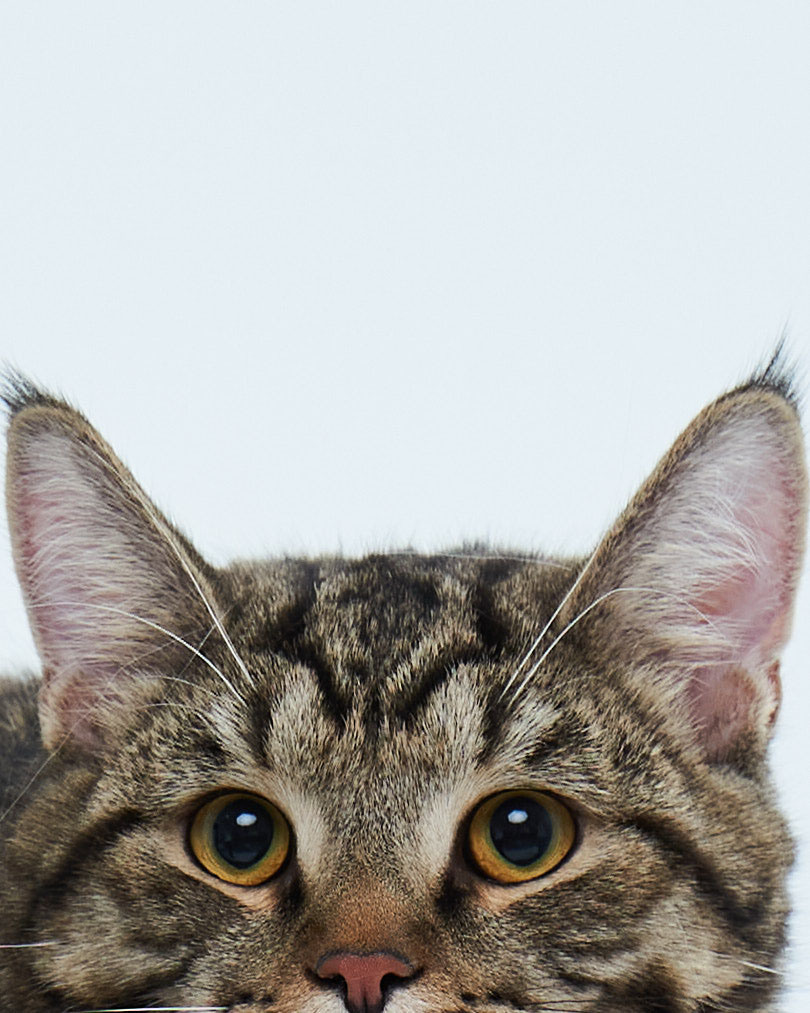 Cats. Фотограф для брендов одежды в Москве Diana Polupanenko