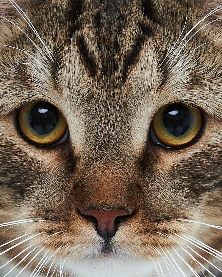 Cats. Фотограф для брендов одежды в Москве Diana Polupanenko