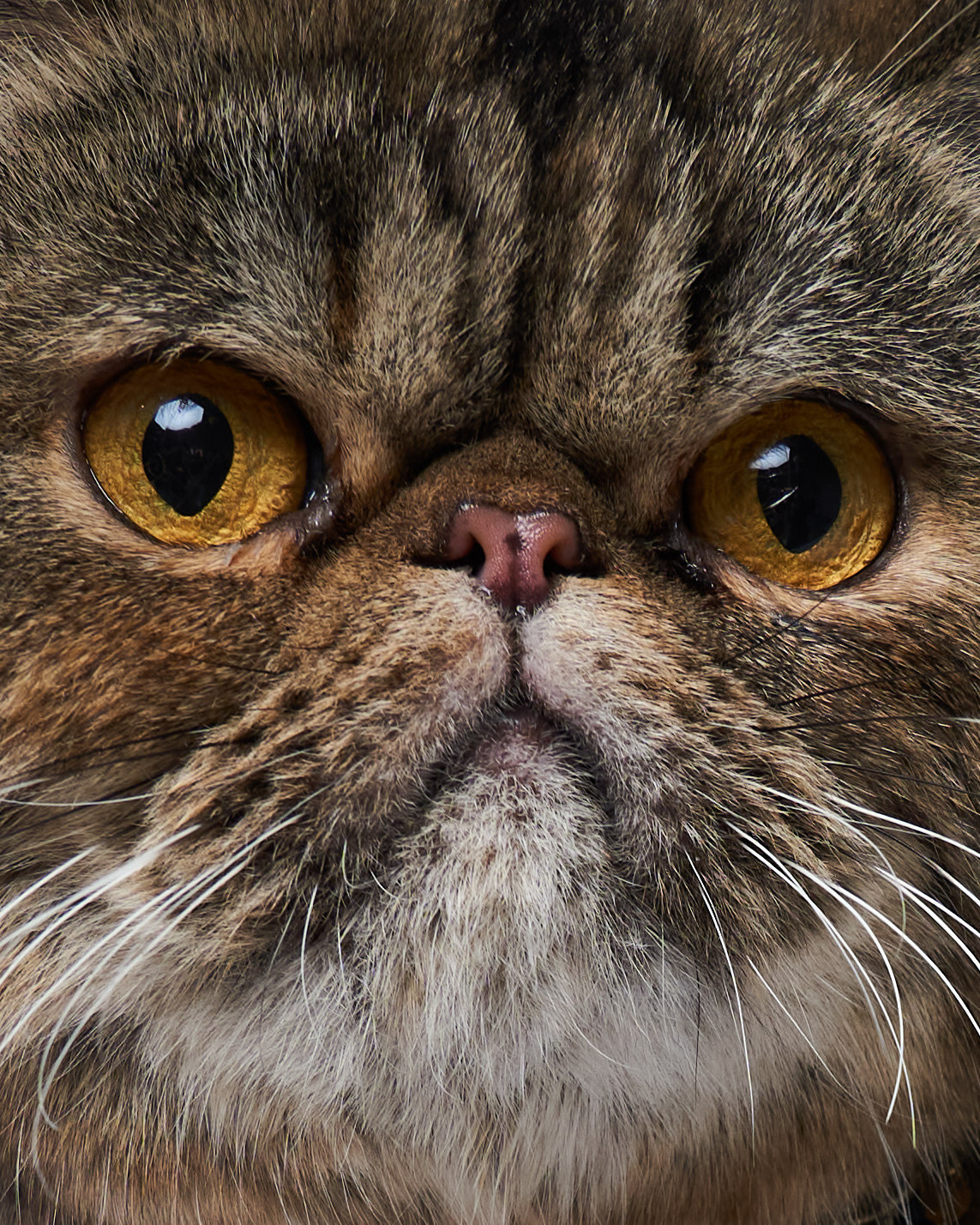 Cats. Фотограф для брендов одежды в Москве Diana Polupanenko