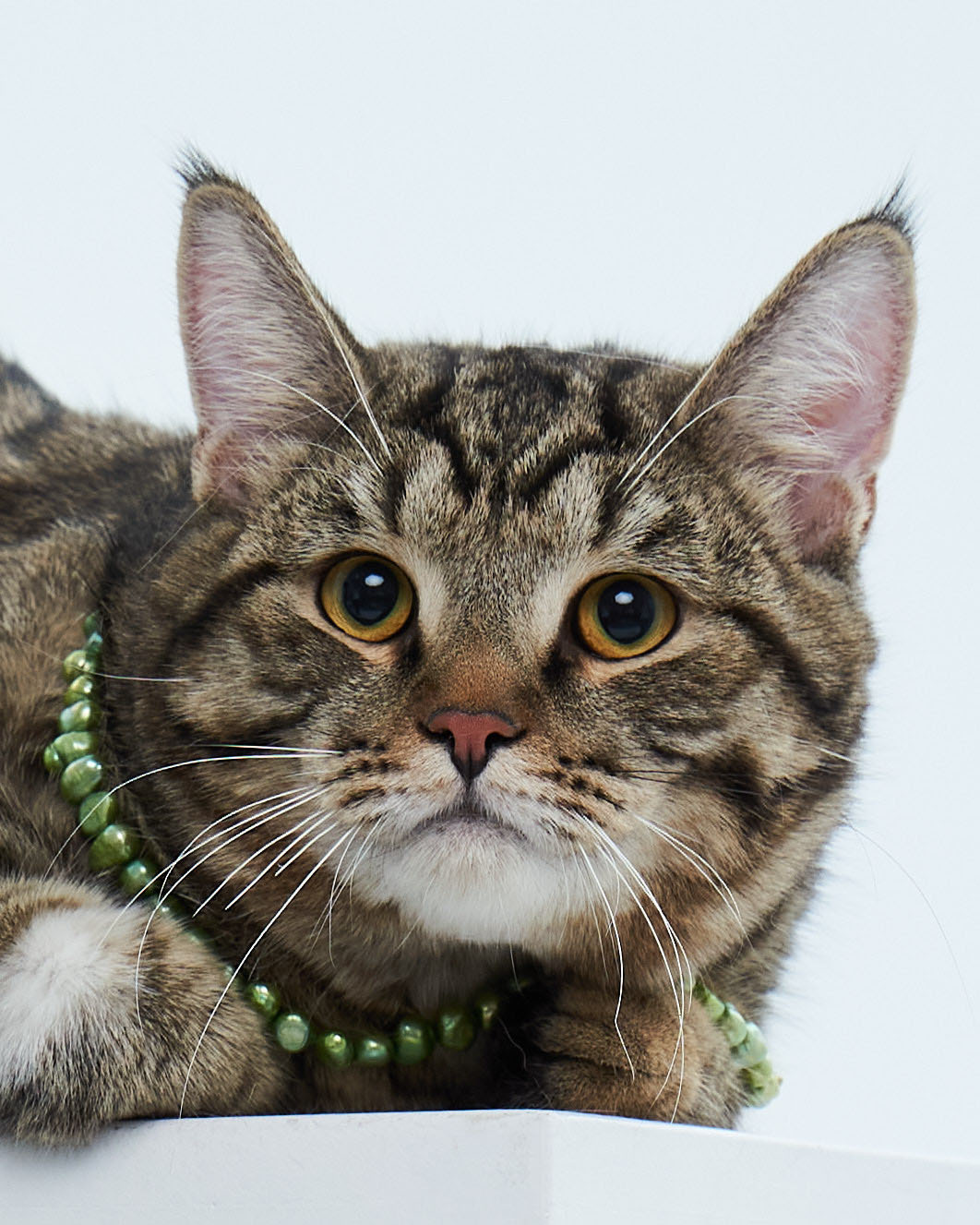 Cats. Фотограф для брендов одежды в Москве Diana Polupanenko