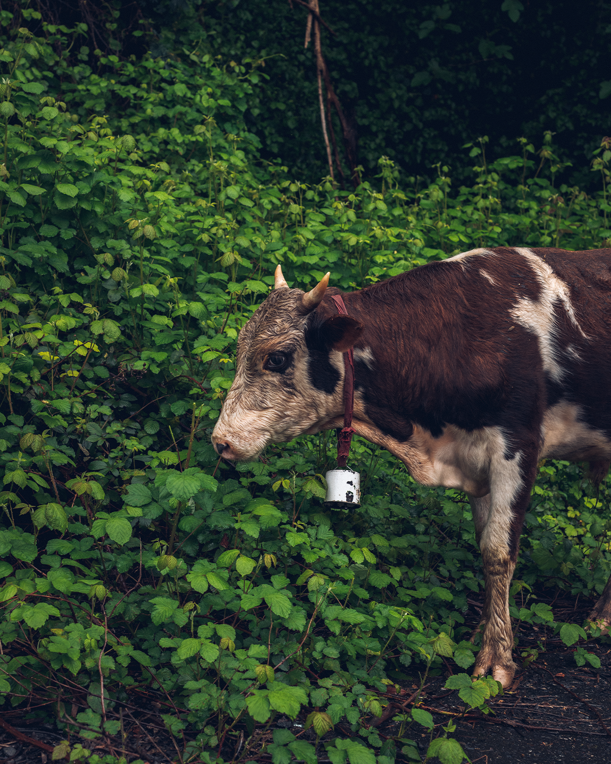 Абхазия в объективе: путешествие рекламного фотографа из Гуанчжоу. Коммерческий и предметный фотограф в Гуанчжоу Коваленко Александр