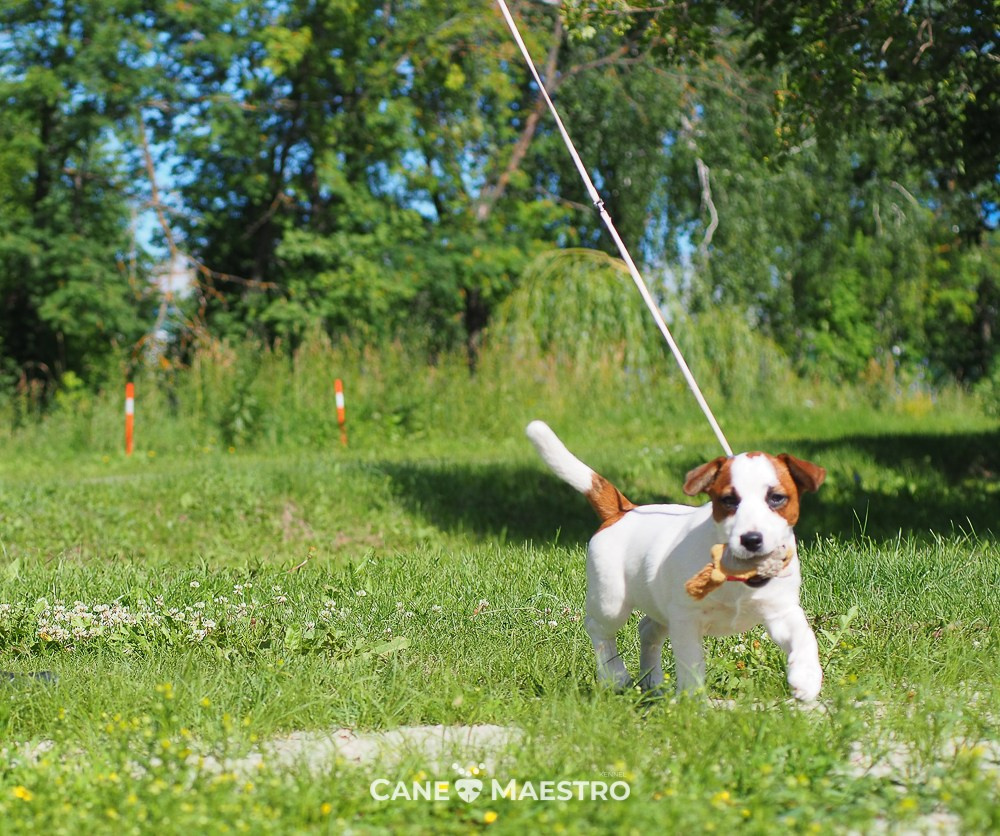 Щенок Джек-рассел-терьер. КМ ФЕРИТЕЙЛ. Гладкий джек рассел. Девочка№1. КАНЕ МАЭСТРО — питомник Джек рассел терьеров