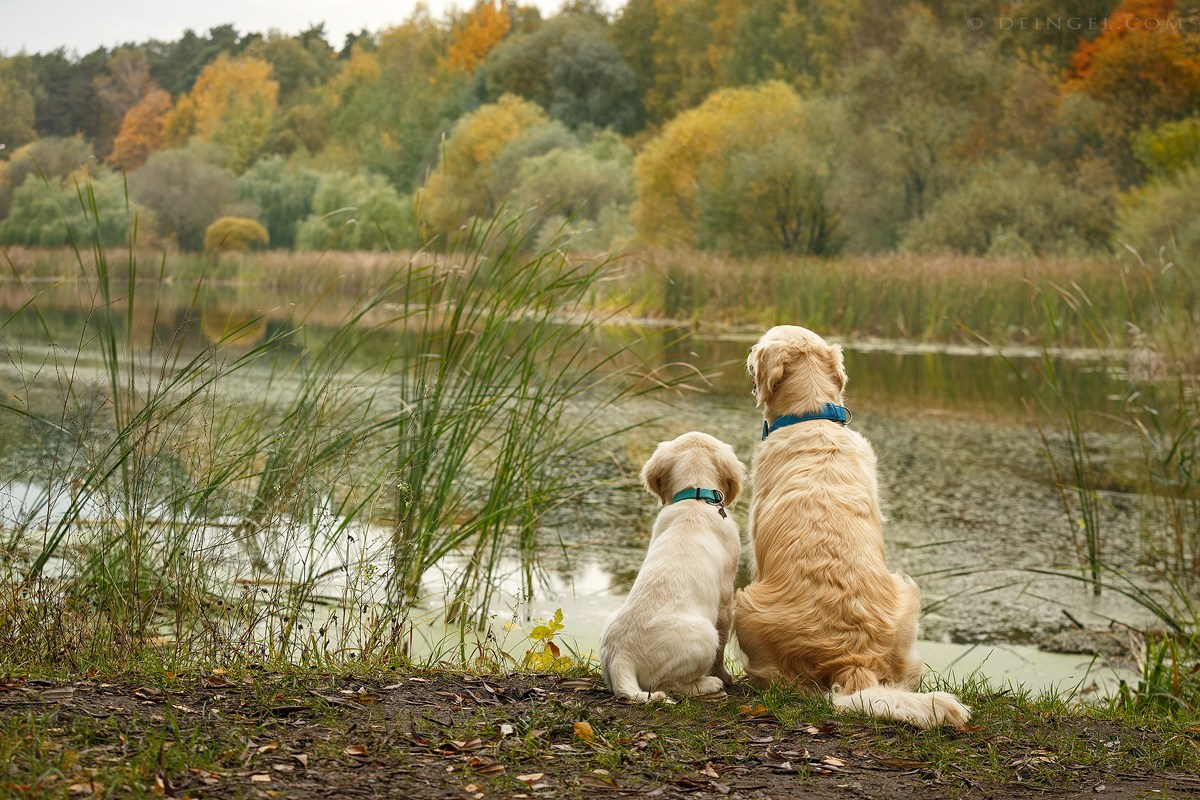 Съёмки собак на природе. Фотограф-анималист Natalia Deingel | Фотосъемка собак в Москве