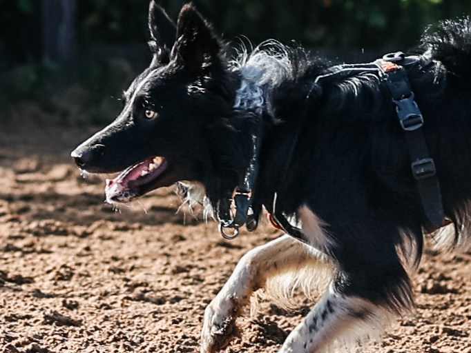 Пастьба. Фотограф-анималист в Москве Кириллова Татьяна