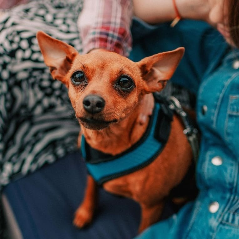 Anka`s Instagram. Заставка