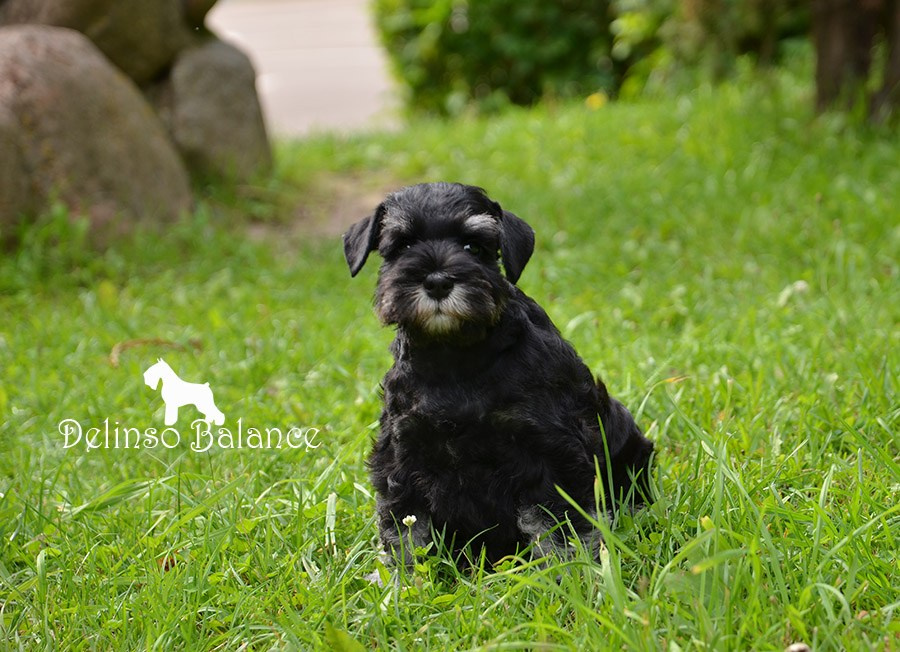 Litter «E». Питомник цвергшнауцеров в Беларуси «Делинсо Бэлэнс»