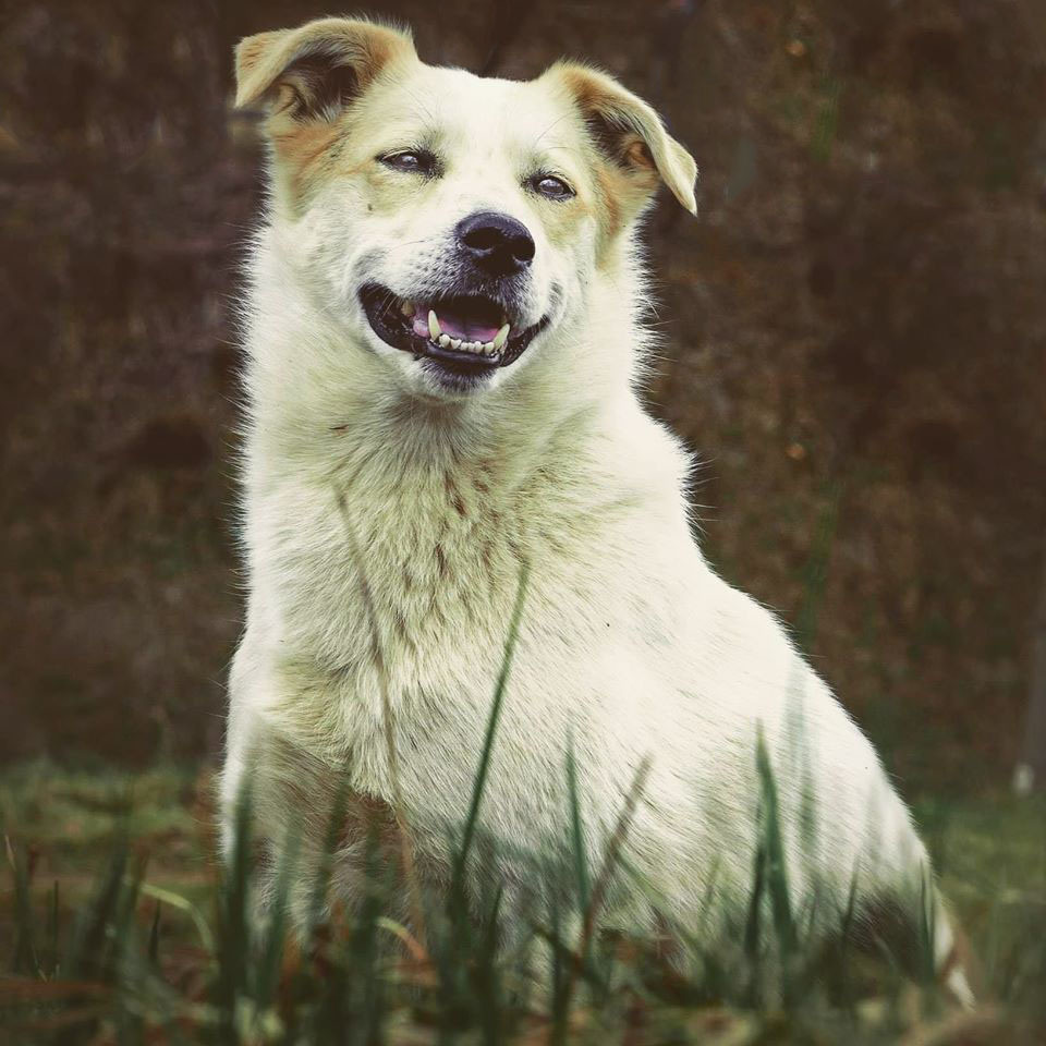 Животные. Обо всём