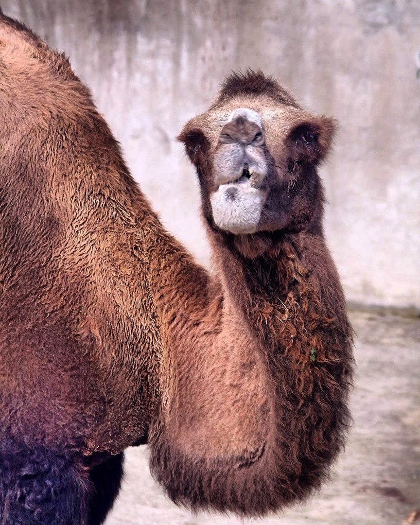 Животные. Обо всём