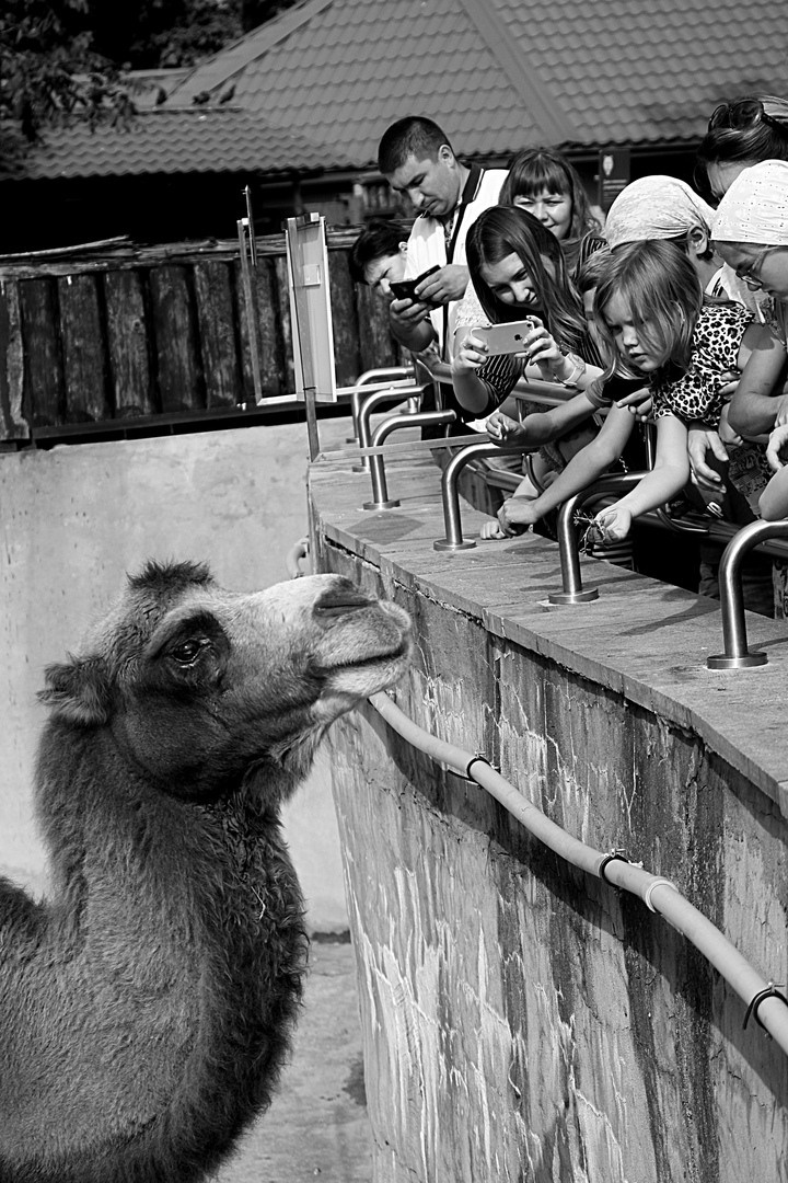 Чёрное белое. Обо всём