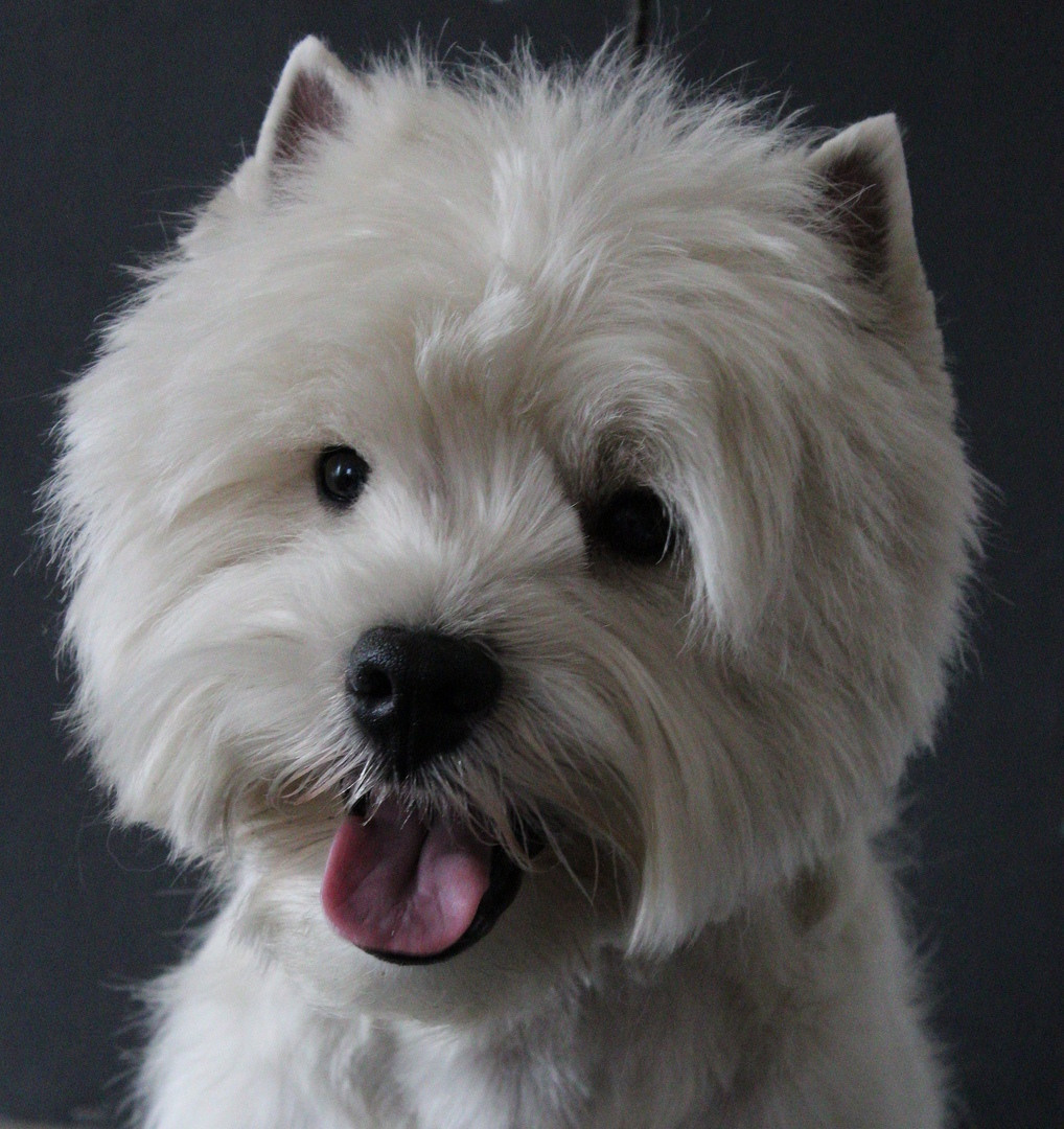 Животные. Обо всём