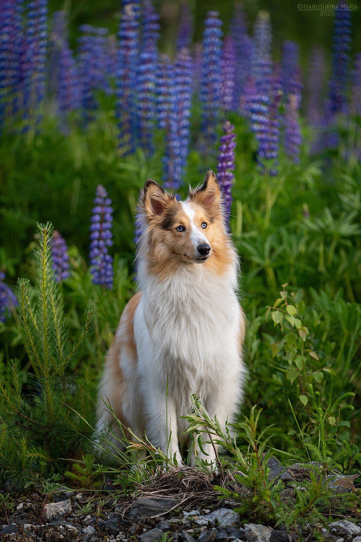 Фотограф-анималист. Фотограф собак в Москве и Московской области Иванушкина Мария