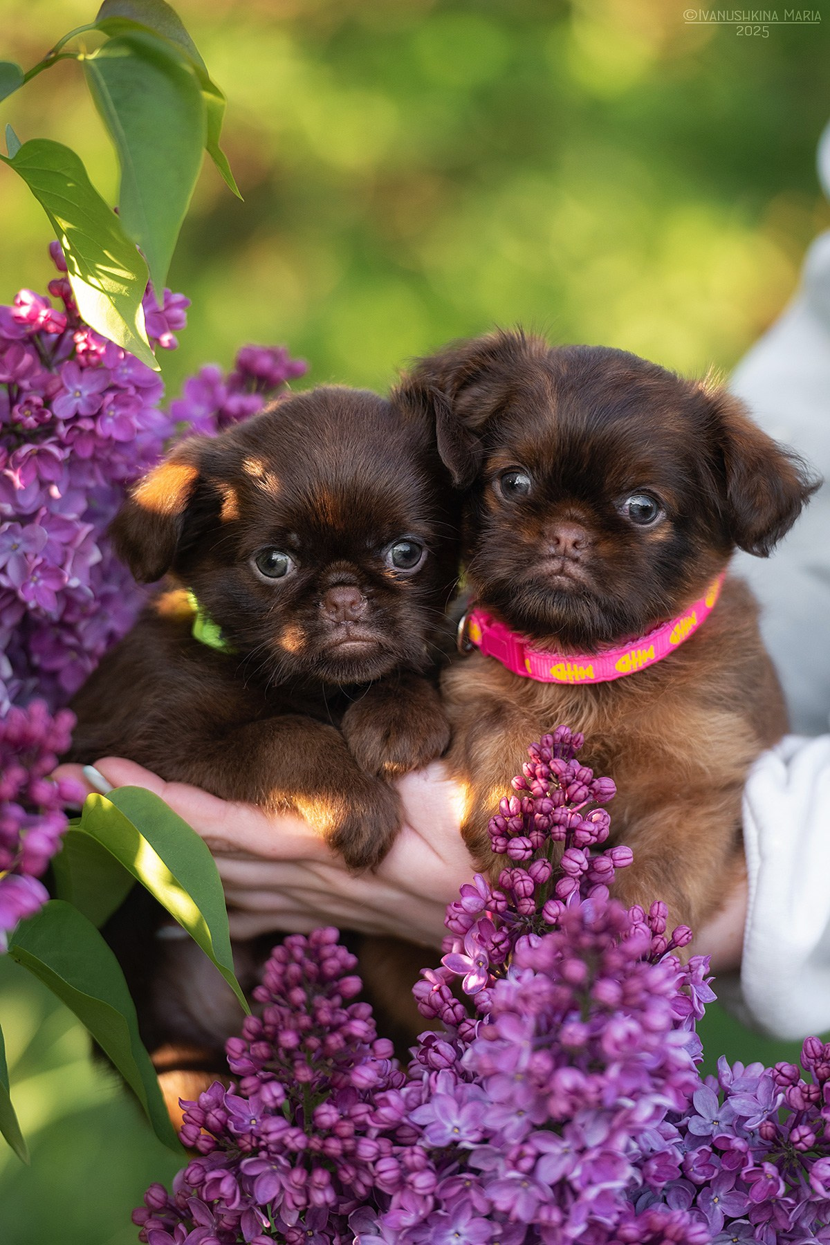 Фотосессия щенков на продажу. Фотограф собак в Москве и Московской области Иванушкина Мария