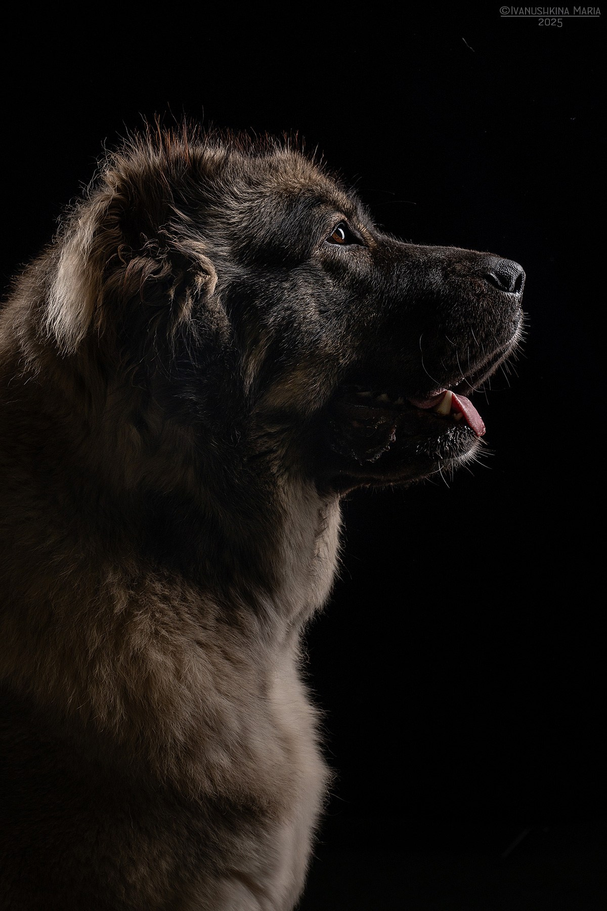 Фотосессия собаки в студии. Фотограф собак в Москве и Московской области Иванушкина Мария