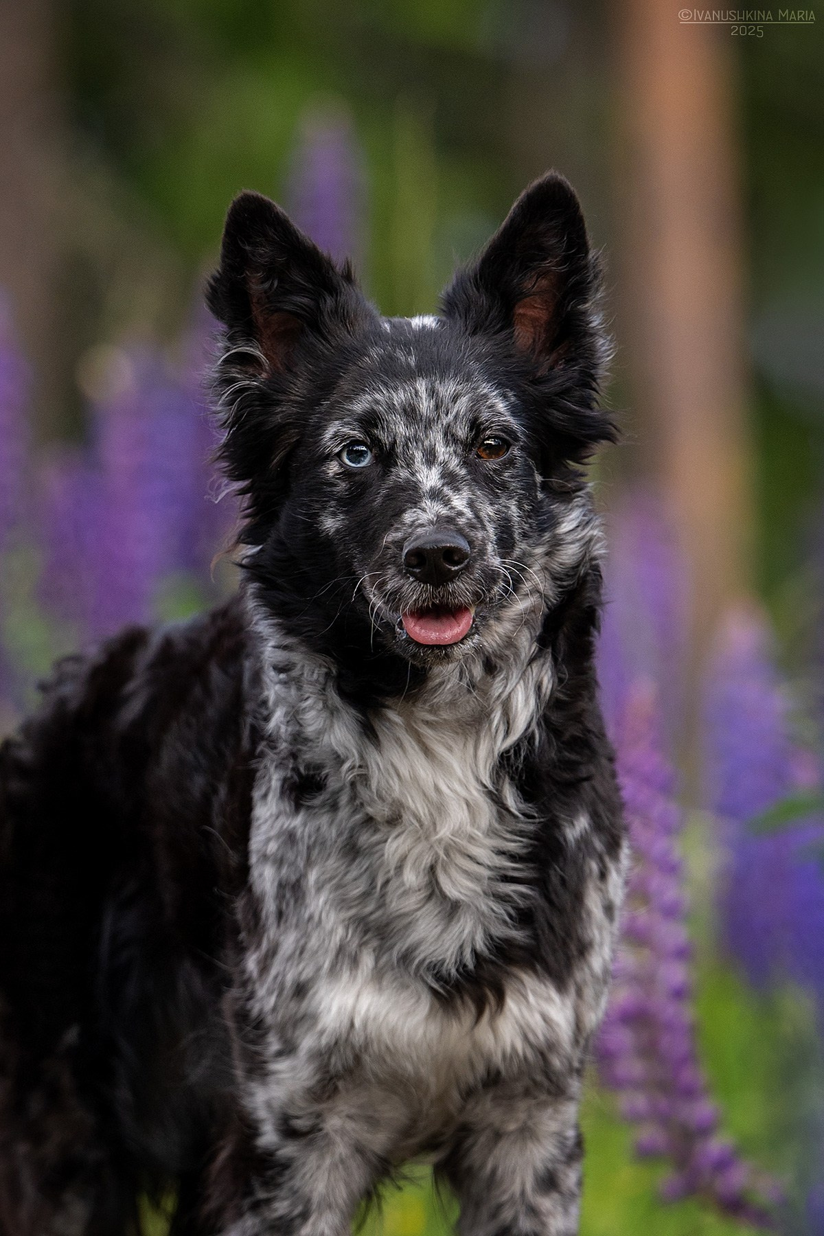Фотограф-анималист. Фотограф собак в Москве и Московской области Иванушкина Мария