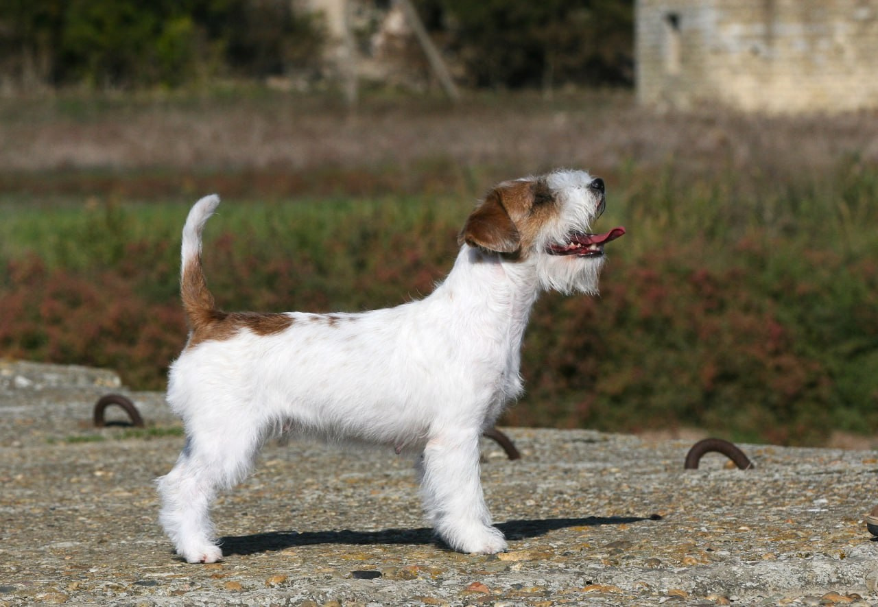 Lovely -Orange Team Spirit. Lovely-Orange питомник джек рассел терьеров