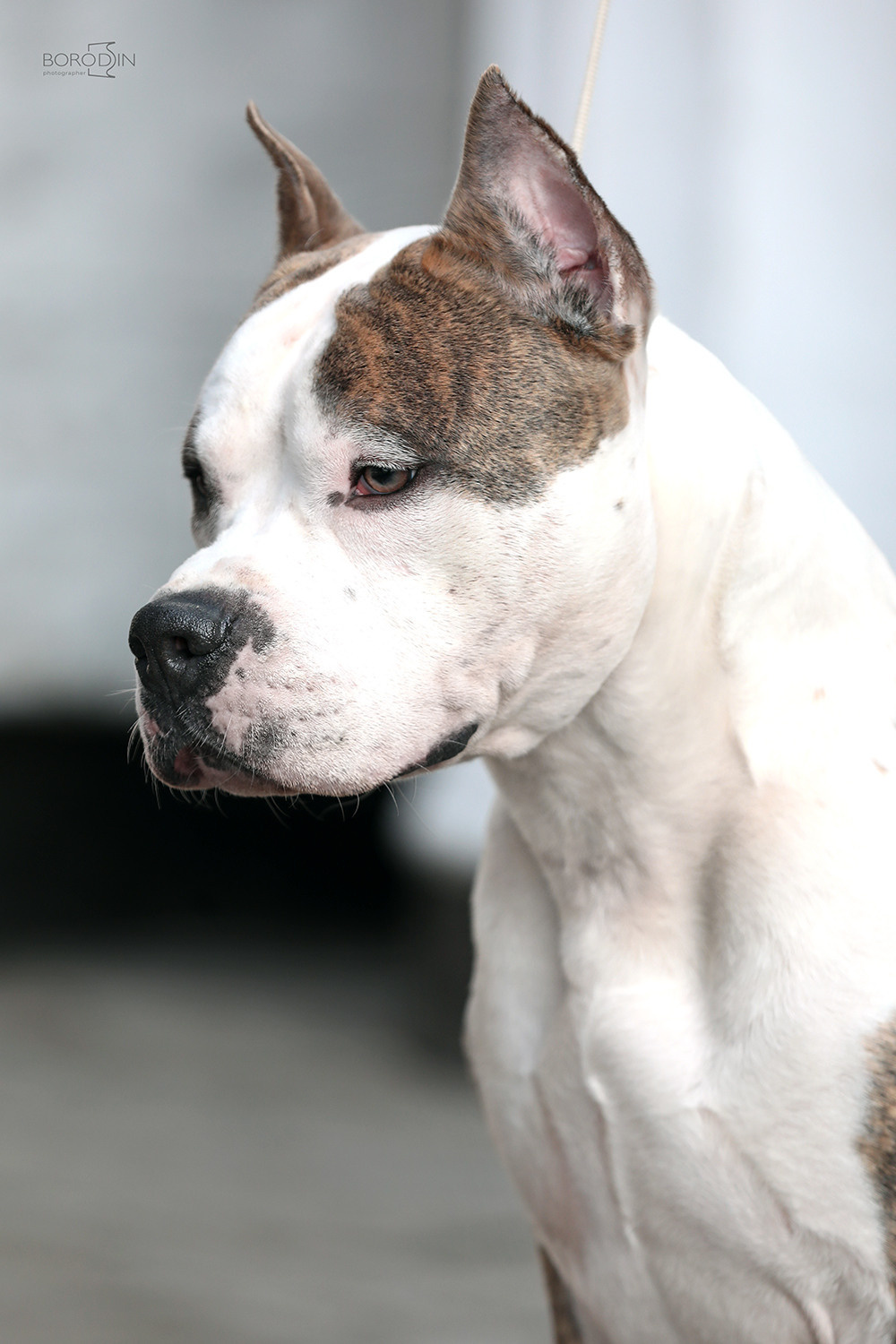 Отзывы. Фотограф Дмитрий Бородин