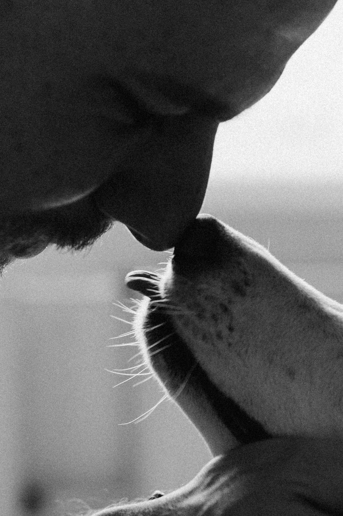 Луна и ее семья. Фотограф — Анималист | Санкт-Петербург