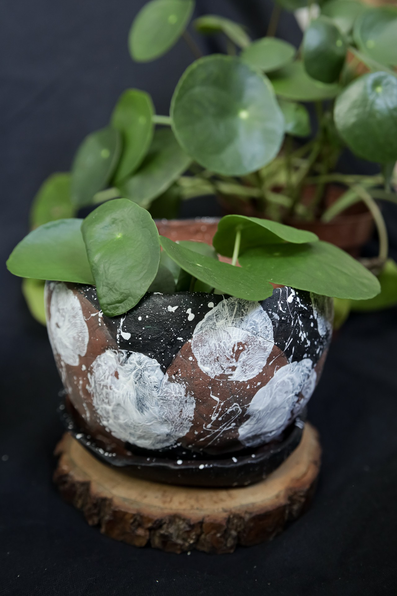 Горшок «Пилея» 1000 р. Катя Цвет