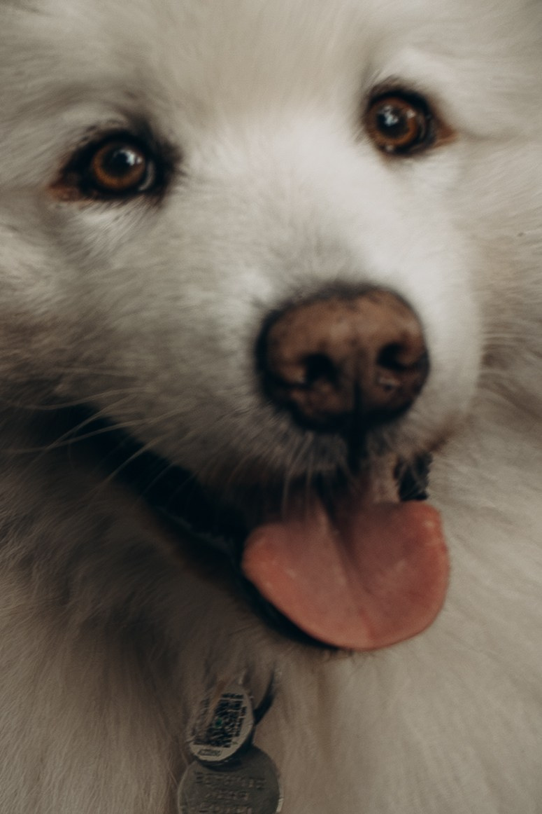 Фотосессия с ребенком и собакой в парке. Фотограф-анималист в Москве Екатерина Тихонова