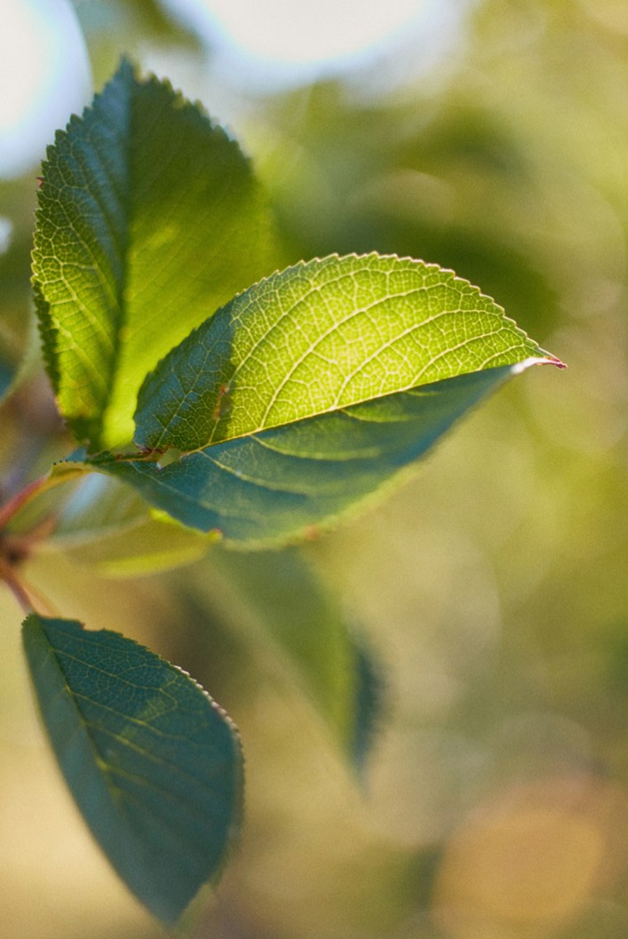 Food photographer. Евгений Петровский — Фуд-съемка и предметная съемка в Москве
