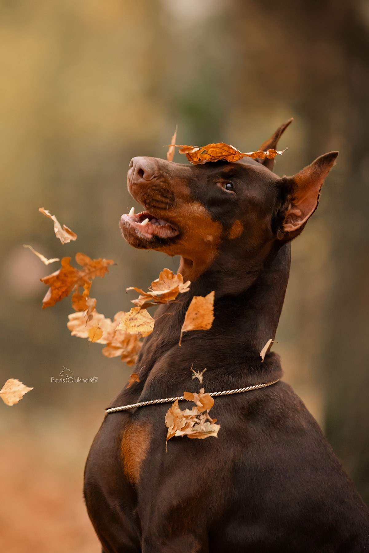 Борис Глухарев