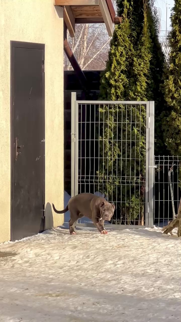 Hunter&Queenie, 10.09.25. Американские булли XL в г. Калининград. Питомник Great Bully UNIVERSE