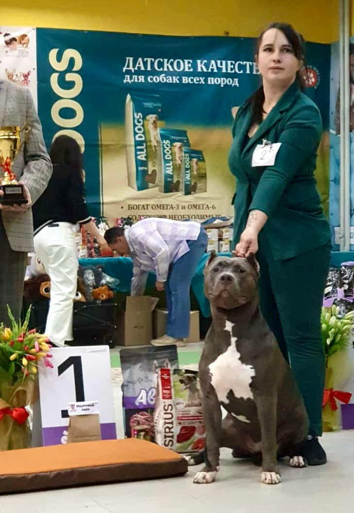 UPB’s Queenie & Zeus. 16.04.24. Американские булли XL в г. Калининград. Питомник Great Bully UNIVERSE