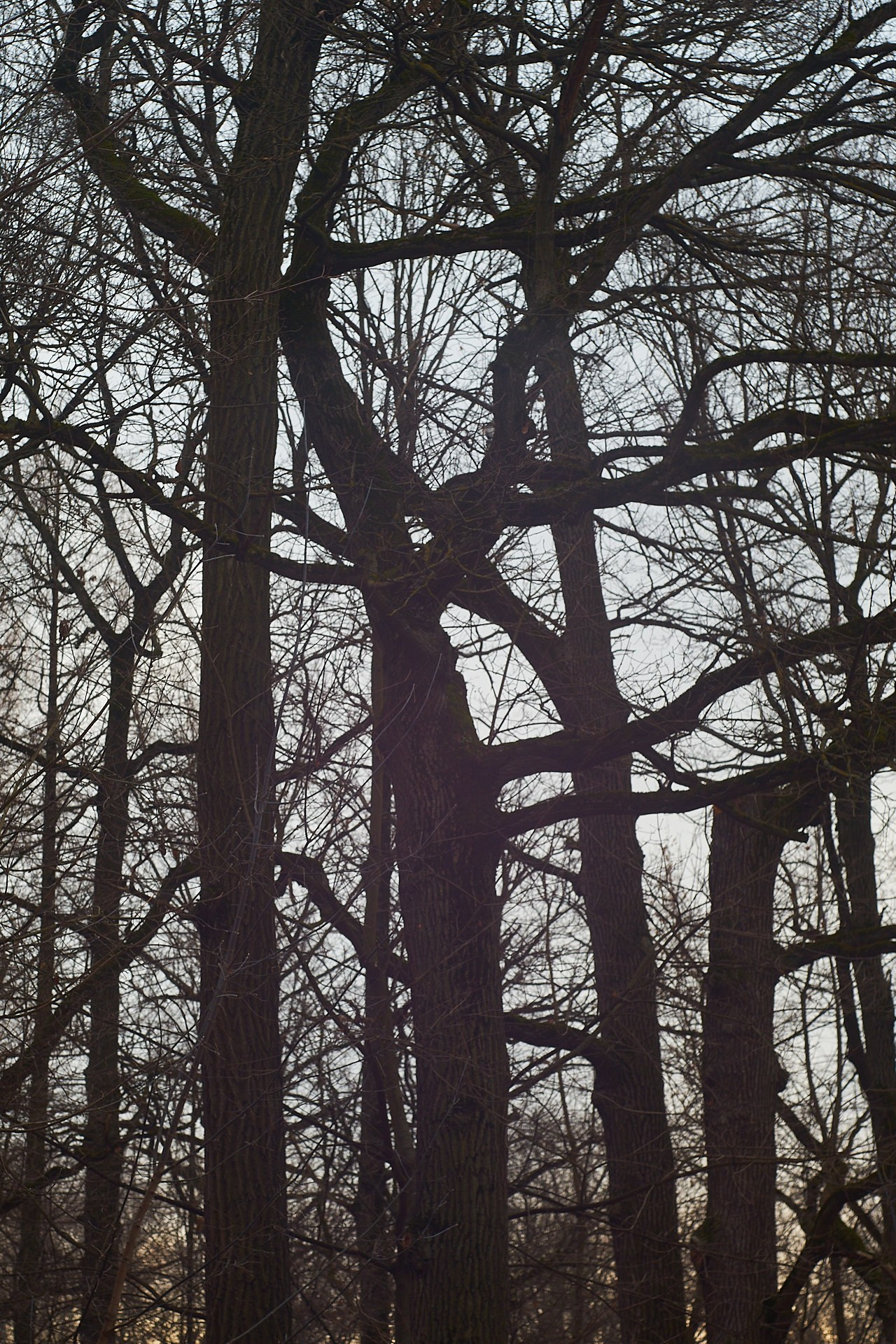 ЖИЗНЬ в 5 элементах стихий — ДЕРЕВО и ЗЕМЛЯ. Сайт фотографа Виталия Дени