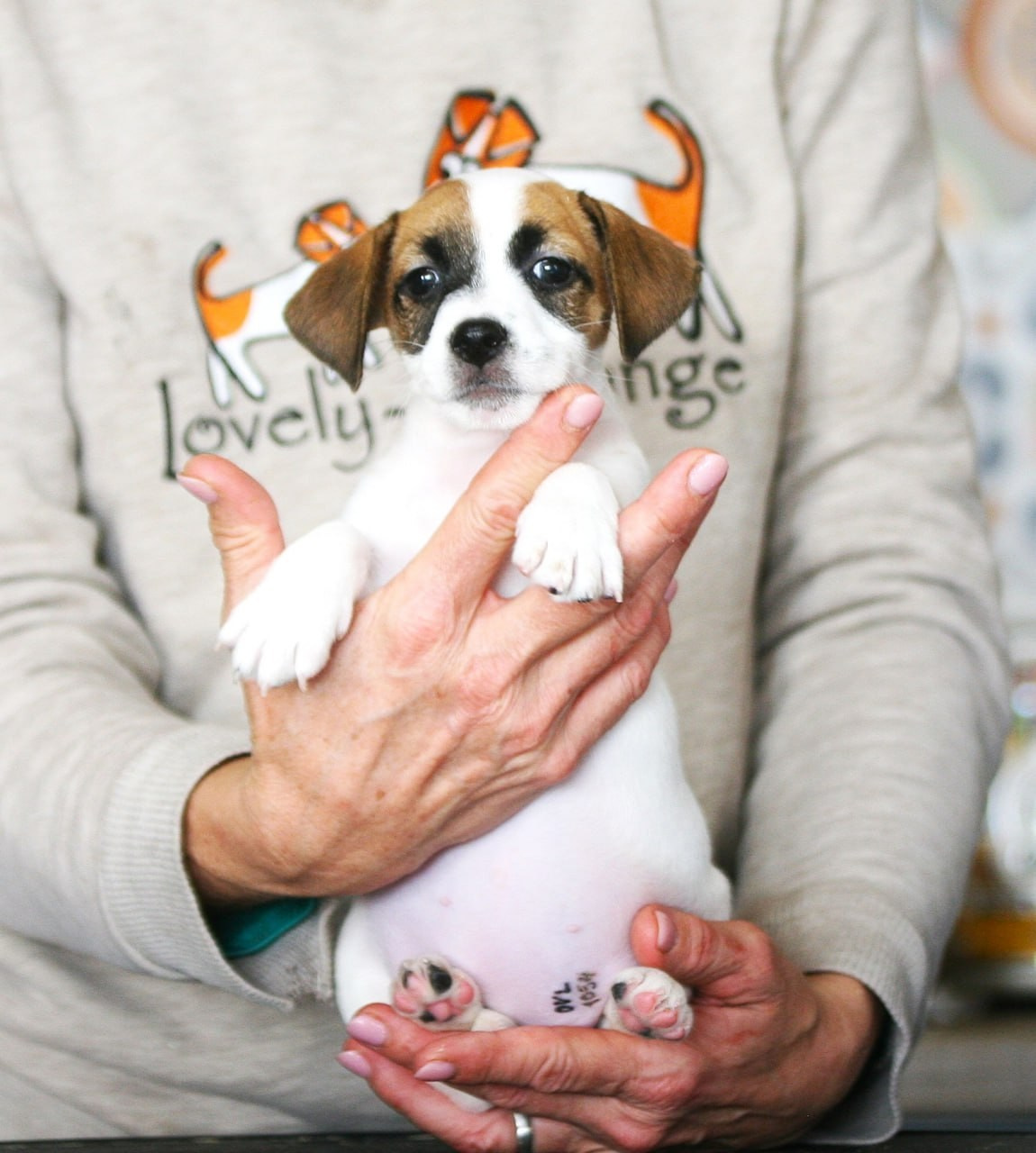 Сука 4. Lovely-Orange питомник джек рассел терьеров