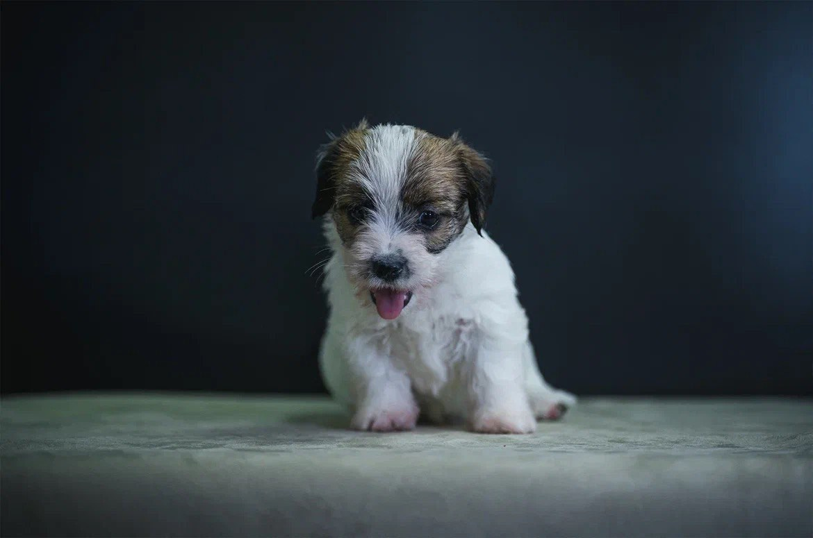 Сука 3. Lovely-Orange питомник джек рассел терьеров