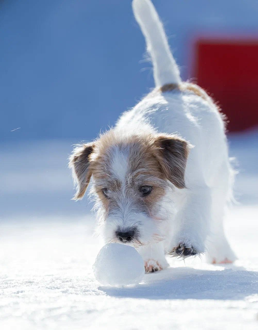 Сука 1. Lovely Orange kennel Jack Russell Terrier FCI/RKF