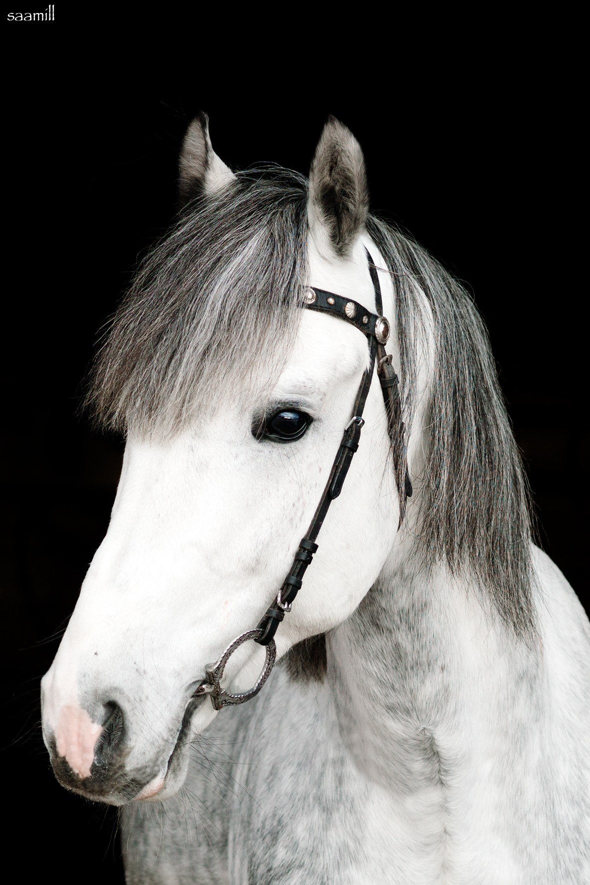 Life with horse. Saamill