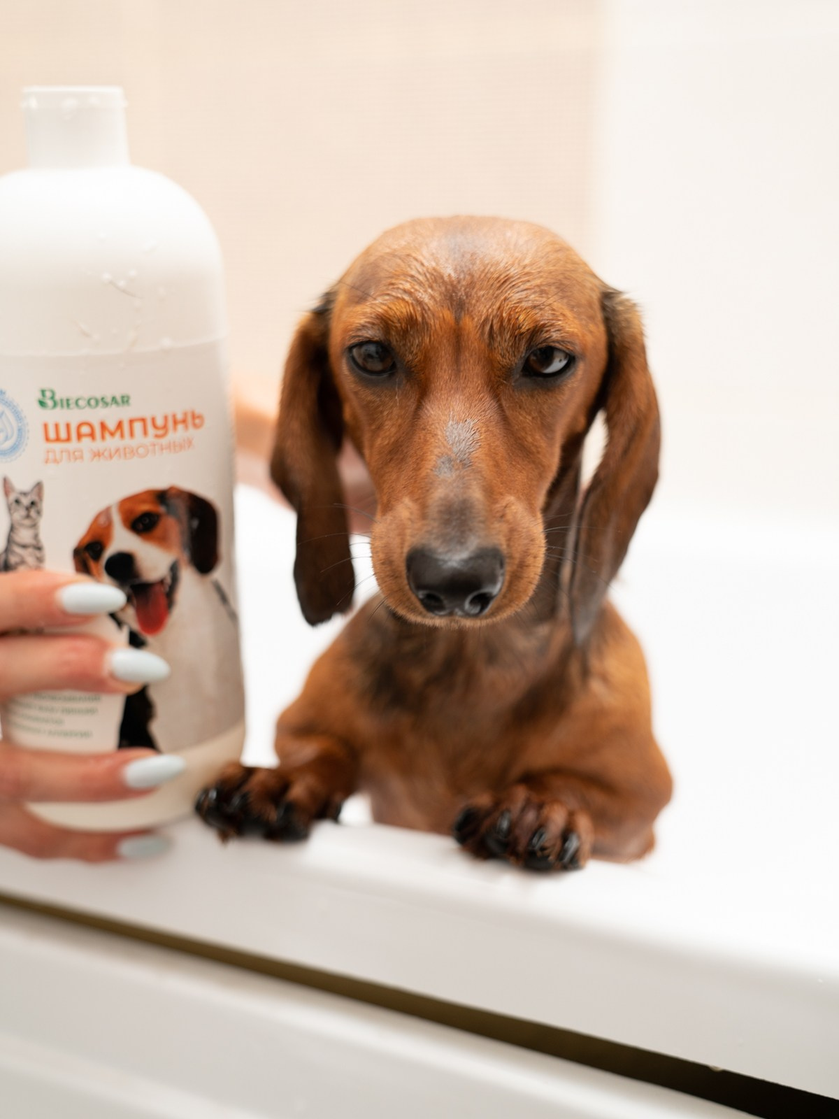 Съемки с животными. КЕД Студия-контент агентство полного цикла СПБ. Создаём фото, видео и контент, который помогает брендам и селлерам продавать больше