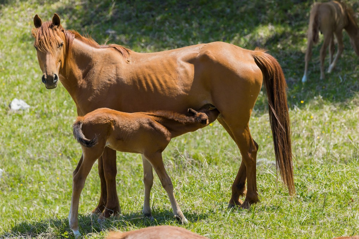 Животные. Photomantis