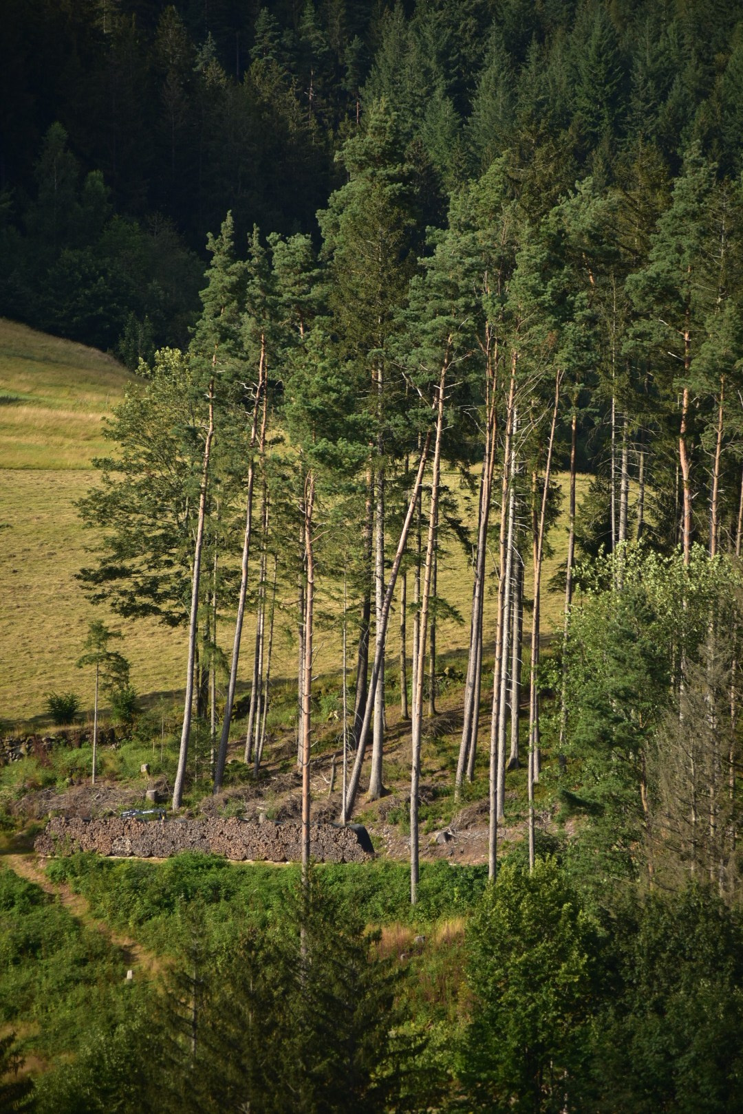 Baiersbronn. Фотограф Милена Яновска