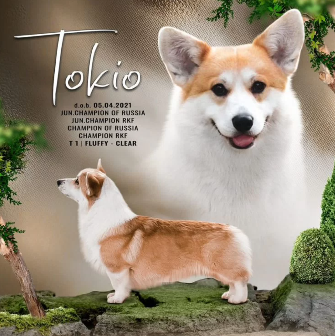 Щенки вельш корги пемброк из питомника. Питомник собак Акита, Хаски, Корги